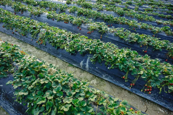 Frutos Fresa Crecimiento Jardín —  Fotos de Stock