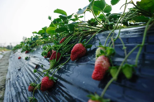 草莓在花园里生长的果实 — 图库照片