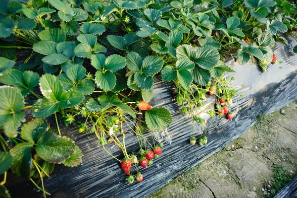 Fresas Rojas Verdes Maduras Jardín —  Fotos de Stock