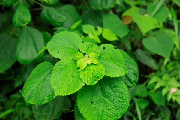 Green Behmeria Nivea Spring Forest China — Stock Photo, Image