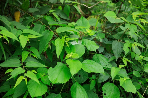 Green Behmeria Nivea Spring Forest China — Stock Photo, Image