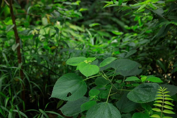 Zielona Behmeria Nivea Wiosennym Lesie Chiny — Zdjęcie stockowe
