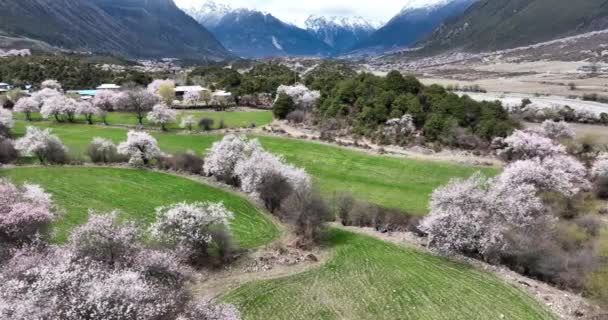 Vista Aérea Paisagem Com Belas Árvores Nas Montanhas — Vídeo de Stock