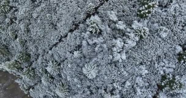 Árboles Cubiertos Nieve Bosque Vista Aérea — Vídeo de stock