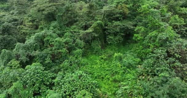 Удивительный Вид Растений Зеленом Лесу — стоковое видео