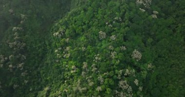Beyaz bitkilerle yeşil dağların görkemli manzarası