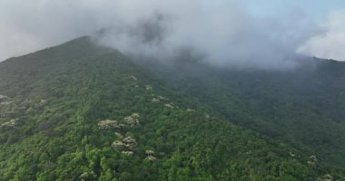 Sisli bir günde yeşil dağların beyaz bitkilerle görkemli manzarası