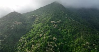 Sisli bir günde yeşil dağların beyaz bitkilerle görkemli manzarası