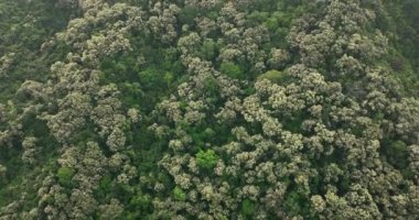 Beyaz bitkilerle yeşil dağların görkemli manzarası