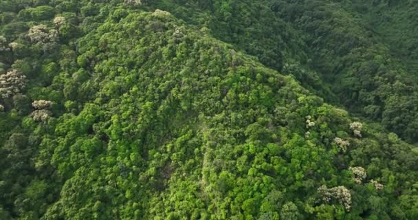 Величественный Вид Зеленые Горы Белыми Растениями — стоковое видео