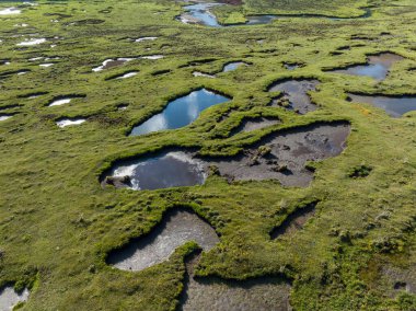 Güzel yüksek irtifa manzarası otlaklar ve çiçekler, Çin