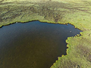 Güzel yüksek irtifa manzarası otlaklar ve çiçekler, Çin