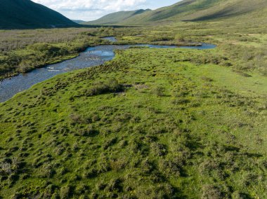 Güzel yüksek irtifa manzarası otlaklar ve çiçekler, Çin