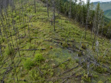 Yanmış çam ağaçlarının yıldırım manzarası Çin, Sichuan 'da yangın manzarasına neden oldu.
