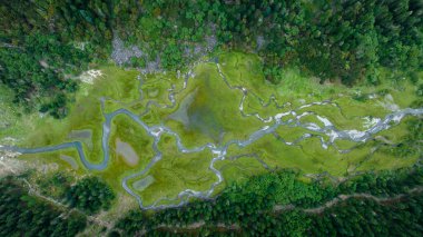 Çin, Sichuan 'daki güzel orman sulak arazisi.