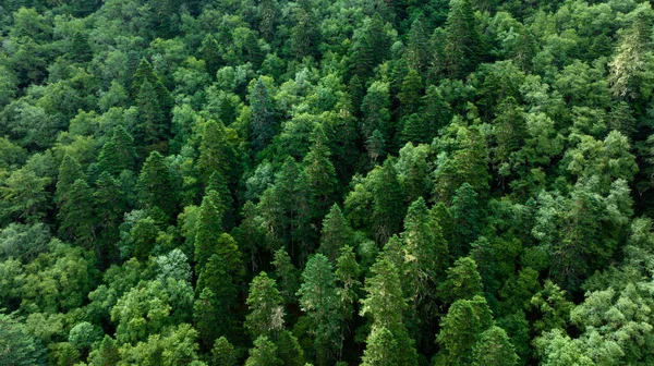 Vackert Skogslandskap Sichuan Kina — Stockfoto