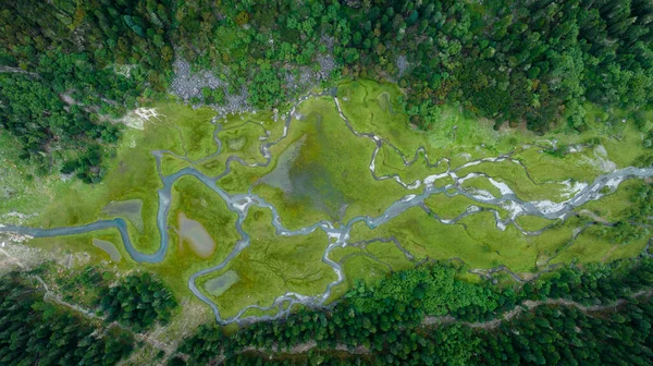 Çin, Sichuan 'daki güzel orman sulak arazisi.