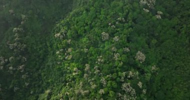 Çiçek açan ağaçlarla yeşil orman, gökyüzü manzarası