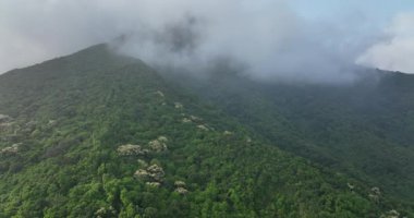 Çiçek açan ağaçlarla yeşil orman, gökyüzü manzarası