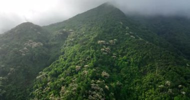 Çiçek açan ağaçlarla yeşil orman, gökyüzü manzarası