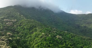 Çiçek açan ağaçlarla yeşil orman, gökyüzü manzarası