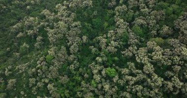 Çiçek açan ağaçlarla yeşil orman, gökyüzü manzarası