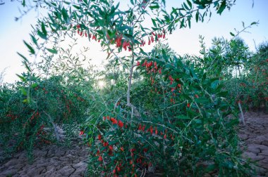 Goji meyveleri ve güneş bahçesinde bitkiler