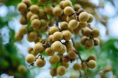 tropikal meyve longan büyüme ağaç üzerinde