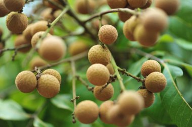 tropikal meyve longan büyüme ağaç üzerinde