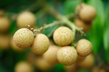 tropikal meyve longan büyüme ağaç üzerinde