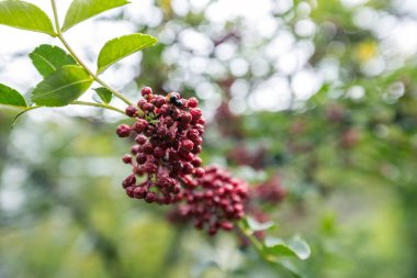 Sichuan Karabiberi ağaçta yetişiyor.