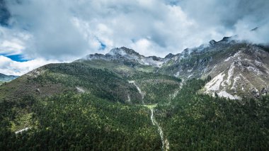 Güzel orman manzarasında çam ağaçlarının havadan görünüşü