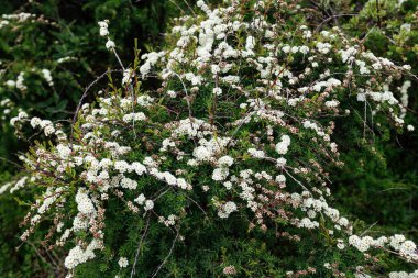 Yükseklerdeki dağlarda açan güzel çiçekler