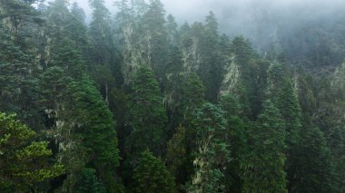 Çin, Sichuan 'daki güzel sisli çam ağacı orman manzarası