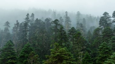 Beautiful foggy pine tree forest landscape in Sichuan,China clipart