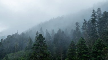 Çin, Sichuan 'daki güzel sisli çam ağacı orman manzarası