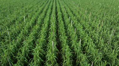 Tarlada büyüyen şeker kamışı bitkilerinin havadan görünüşü