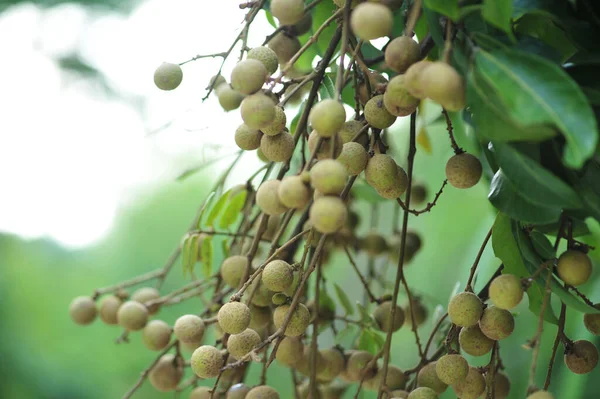 Frutas Tropicales Longan Crecimiento Árbol — Foto de Stock