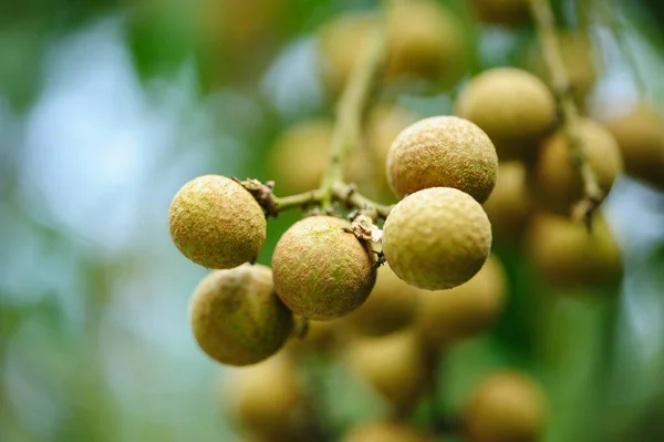 Frutas Tropicales Longan Crecimiento Árbol — Foto de Stock