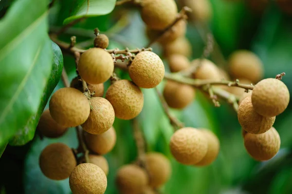 Tropische Früchte Longan Wachstum Auf Baum — Stockfoto