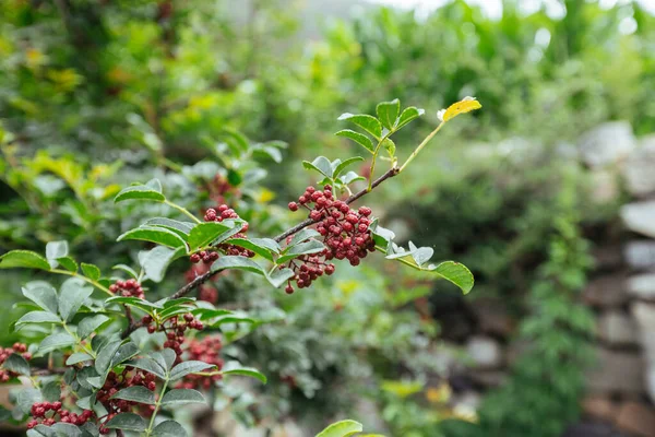 Sichuan Peppercorn Crecer Árbol —  Fotos de Stock