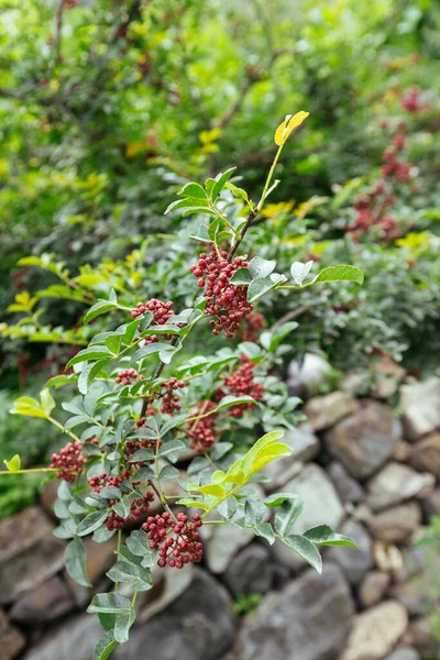Sichuan Peppercorn Grow Tree — Stock Photo, Image