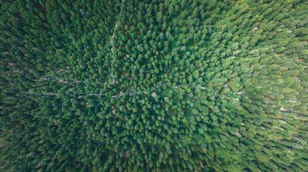Vue Aérienne Pins Dans Magnifique Paysage Forestier — Photo