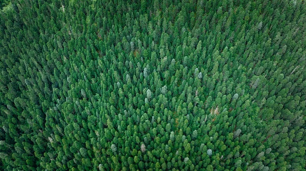 Güzel Orman Manzarasında Çam Ağaçlarının Havadan Görünüşü — Stok fotoğraf