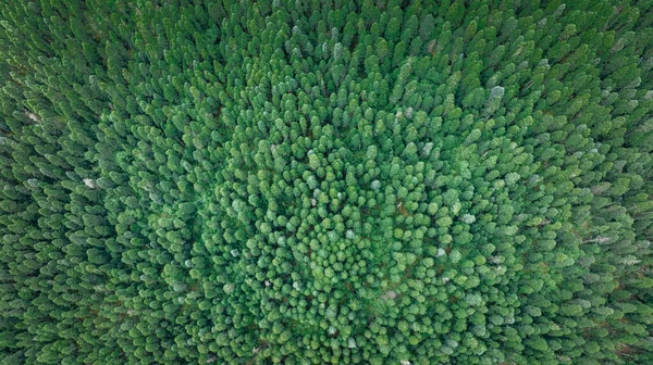 美しい森の風景の松の木 — ストック写真