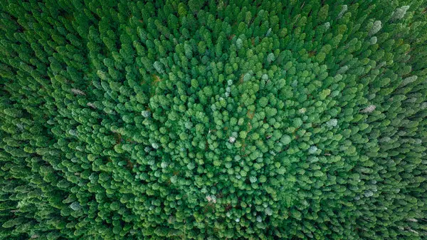 Veduta Aerea Pini Nel Bellissimo Paesaggio Forestale — Foto Stock