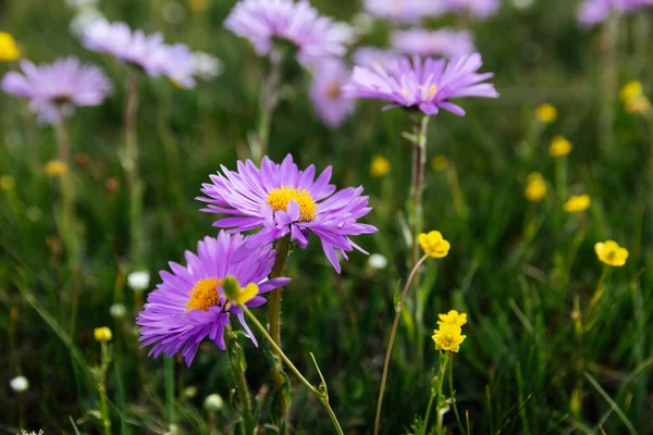 Tatarian Aster Flowers Blooming High Altitude Grassland China — Stock Photo, Image