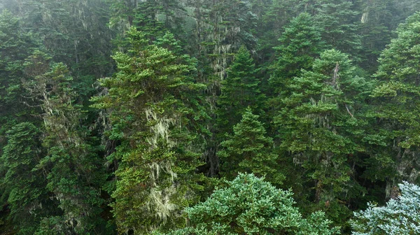Vacker Dimmig Tall Skog Landskap Sichuan Kina — Stockfoto