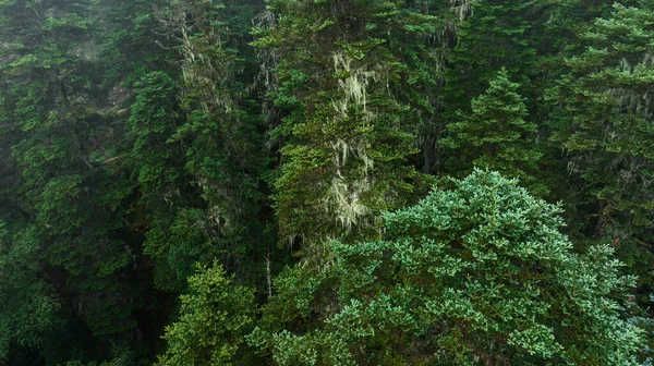 Vacker Dimmig Tall Skog Landskap Sichuan Kina — Stockfoto