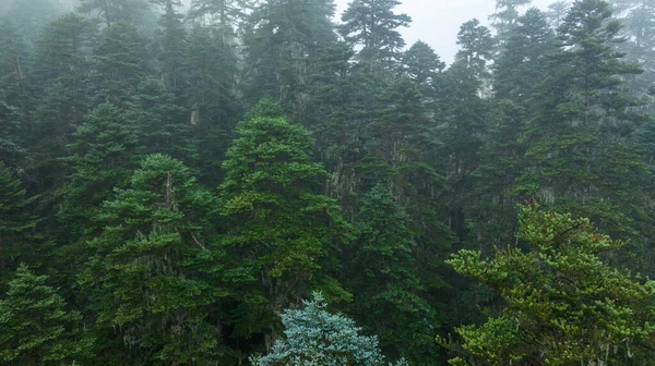 Beautiful Foggy Pine Tree Forest Landscape Sichuan China — Stock Photo, Image